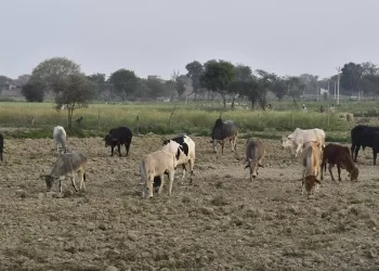 गुरांसाठी उन्हाळ्यामध्ये आता पासूनच चाऱ्याचा बंदोबस्त शेतकर्‍यांनी केला,तर त्यांना उन्हाळ्यात चाऱ्यासाठी भटकाव लागणार नाही आणि चारयाविना गुर सुद्धा दगावनार नाही.
