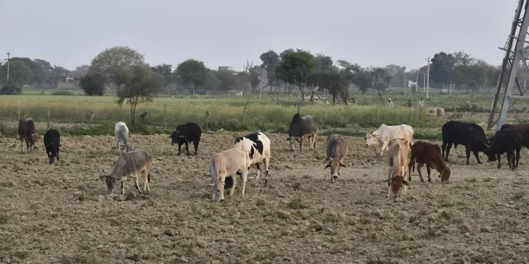गुरांसाठी उन्हाळ्यामध्ये आता पासूनच चाऱ्याचा बंदोबस्त शेतकर्‍यांनी केला,तर त्यांना उन्हाळ्यात चाऱ्यासाठी भटकाव लागणार नाही आणि चारयाविना गुर सुद्धा दगावनार नाही.