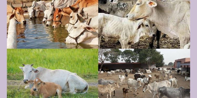 गाईंच्या चाऱ्याचा बंदोबस्त न करता जर कडक उन्हाळ्याच्या दिवसात त्यांना वणवण भटकण्यासाठी सोडल तर आपन आपल्या गायींना गमावू शकतो, विशेषतः उन्हाळ्यात त्यांच्या चाऱ्याचा आणि पाण्याची तजवीज करणे आवश्यक असते!