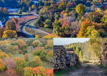 झाडे किंवा जंगले ज्या वेगाने कमी होत आहेत त्या वेगाने मात्र झाडे लावण्याचा प्रमाण आपल्याला दिसून येत नाही, त्यामुळे पर्यावरणाचा समतोल वेगाने ढासळतो आहे. त्यामुळे लोकांना त्यांच्या गावात किंवा शहरात अनेक समस्याना सामोरे जाव लागत आहे.