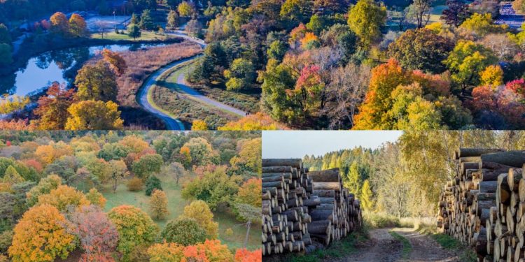 झाडे किंवा जंगले ज्या वेगाने कमी होत आहेत त्या वेगाने मात्र झाडे लावण्याचा प्रमाण आपल्याला दिसून येत नाही, त्यामुळे पर्यावरणाचा समतोल वेगाने ढासळतो आहे. त्यामुळे लोकांना त्यांच्या गावात किंवा शहरात अनेक समस्याना सामोरे जाव लागत आहे.