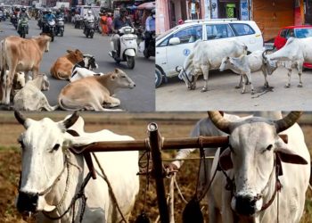 शहरांमधे मोठमोठय़ा इमारती निर्माण होत असतांना हळूहळू लोकांना जागा कमी पडायला लागल्या आहेत. इंच इंच जागेसाठी लोकं आज एकमेकांसोबत भांडताना दिसतात त्यामुळे शहरांमध्ये जनावरांना चरण्यासाठी जागा आता कमी उपलब्ध होतांना दिसतात.