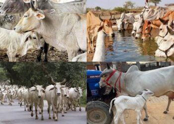 गायी आणि म्हशी किती मौल्यवान असतात बघा. त्या घरी असल्या तर पैशांची बचत मोठ्या प्रमाणात होऊ शकते गायी आणि म्हशीं मुळे आपल्याला दूध, दही, तूप आणि ताक या प्रकारचा गोष्टी मिळतात