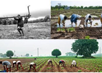 देशातील शेतकरी वर्षभर आपल्या बैलांसोबत शेतात प्रामाणिकपणे काम करतात, मात्र त्यांना नफा कमी आणि तोटा अधिक होतो